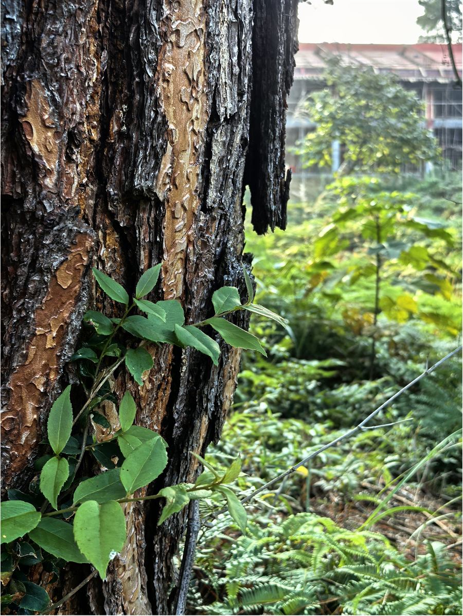 松风静院环境照片 2
